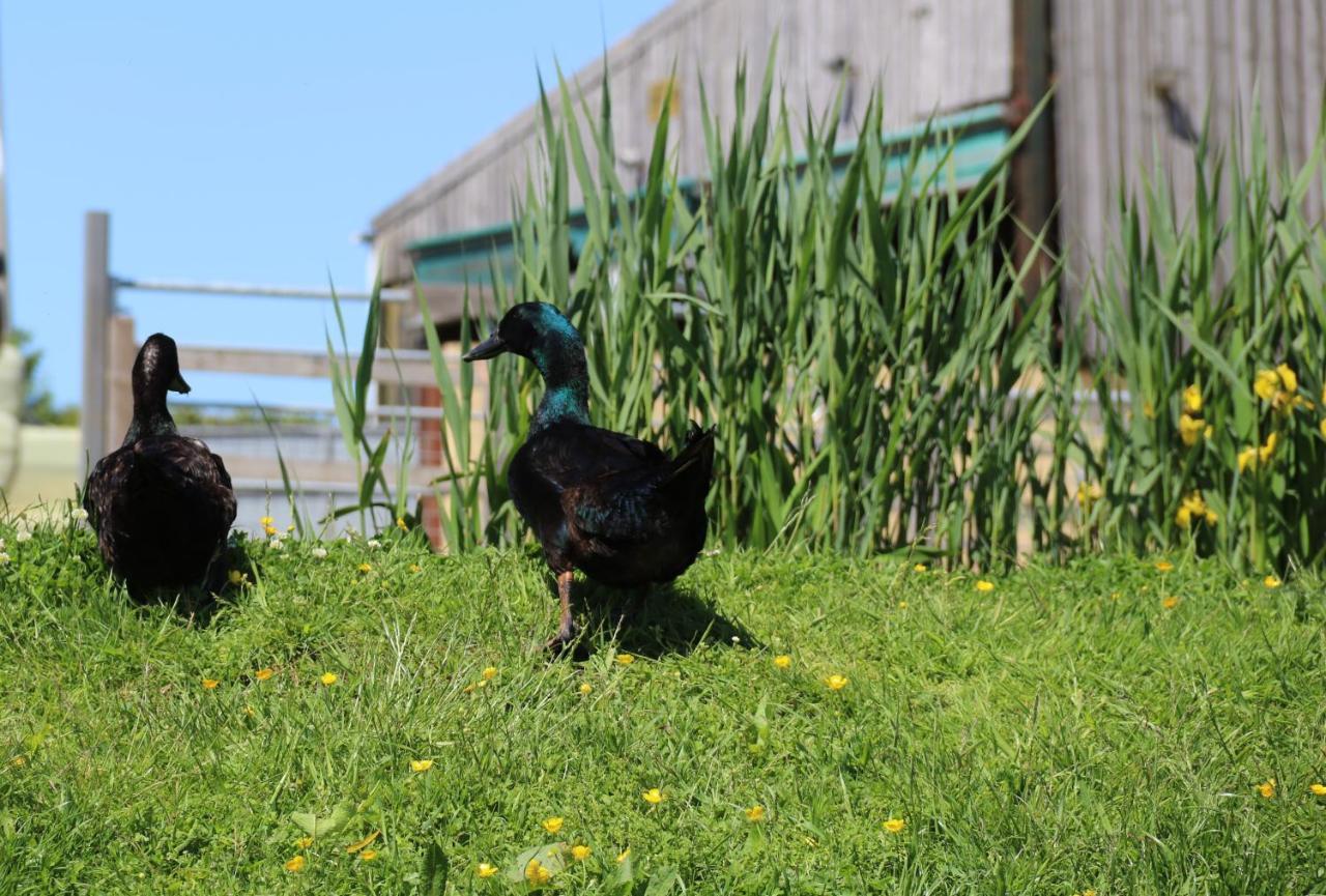 Knapp Farm Glamping Lodge 1 Corscombe Dış mekan fotoğraf